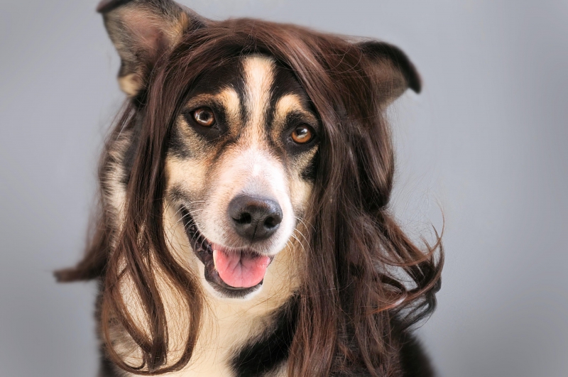 salon-coiffure-POURCIEUX-min_dog-1776721